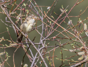 tombedford-20160516-1188-1