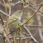 tombedford-20160516-1318-1