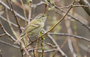 tombedford-20160516-1318-1