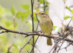 tombedford-20160518-2611-1-1