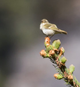 tombedford-20160520-3010-1