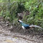 TomBedford.20160525.4660-1