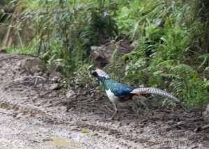 TomBedford.20160525.4660-1