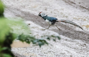 tombedford-20160525-4661-1