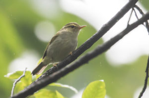 tombedford-20160525-4713-1