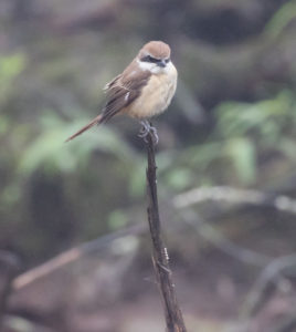 TomBedford.20160526.4850-1