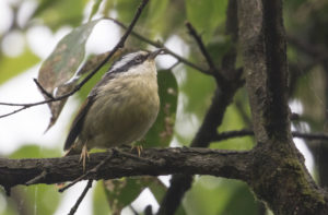 TomBedford.20160526.4924