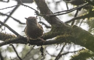 TomBedford.20160526.4926