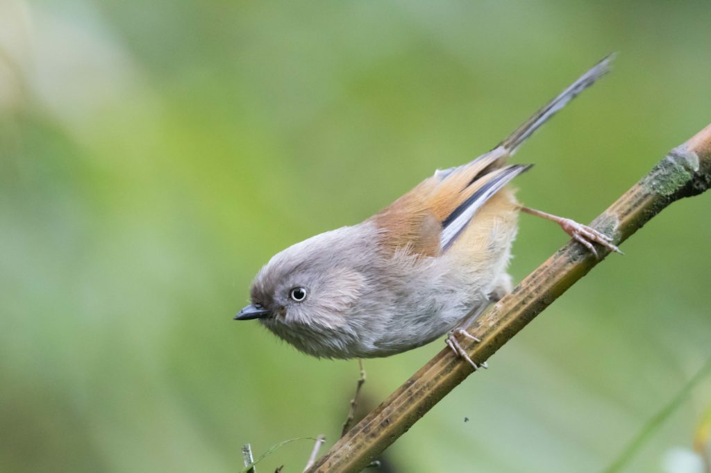 TomBedford.20160526.4991