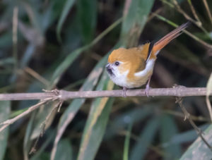 TomBedford.20160526.5022-1