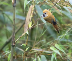 TomBedford.20160526.5052-1