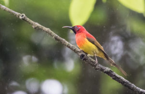 TomBedford.20160526.5067