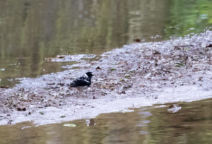 tombedford-20160526-5144-1