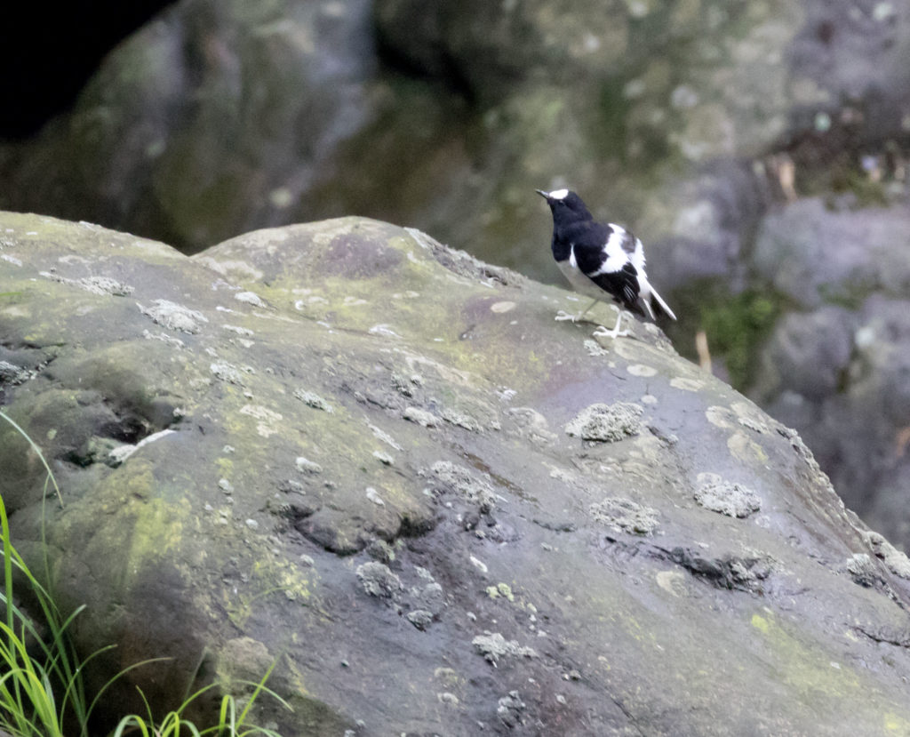 TomBedford.20160526.5152-1