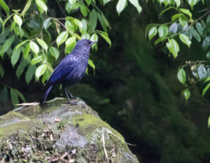 TomBedford.20160526.5214-1