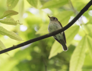 TomBedford.20160527.5227-1