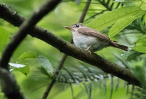 TomBedford.20160527.5232-1