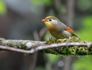 TomBedford.20160527.5246-1