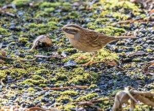 tombedford-161016-8887-1-2