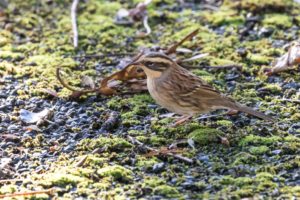 tombedford-161016-8895-1