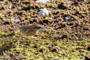 tombedford-161016-8932-1