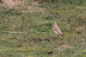 tombedford-161022-9163-1