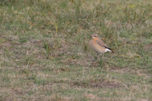 tombedford-161022-9170-1