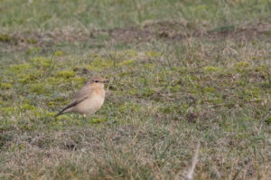 tombedford-161022-9215-1