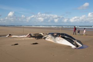 tombedford-161022-9265-1