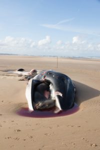 tombedford-161022-9271-1