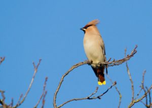 tombedford-121129-3403