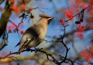 tombedford-121129-3448