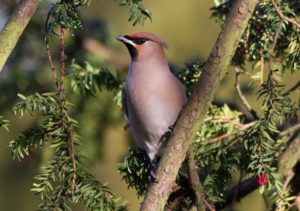 tombedford-121129-3460