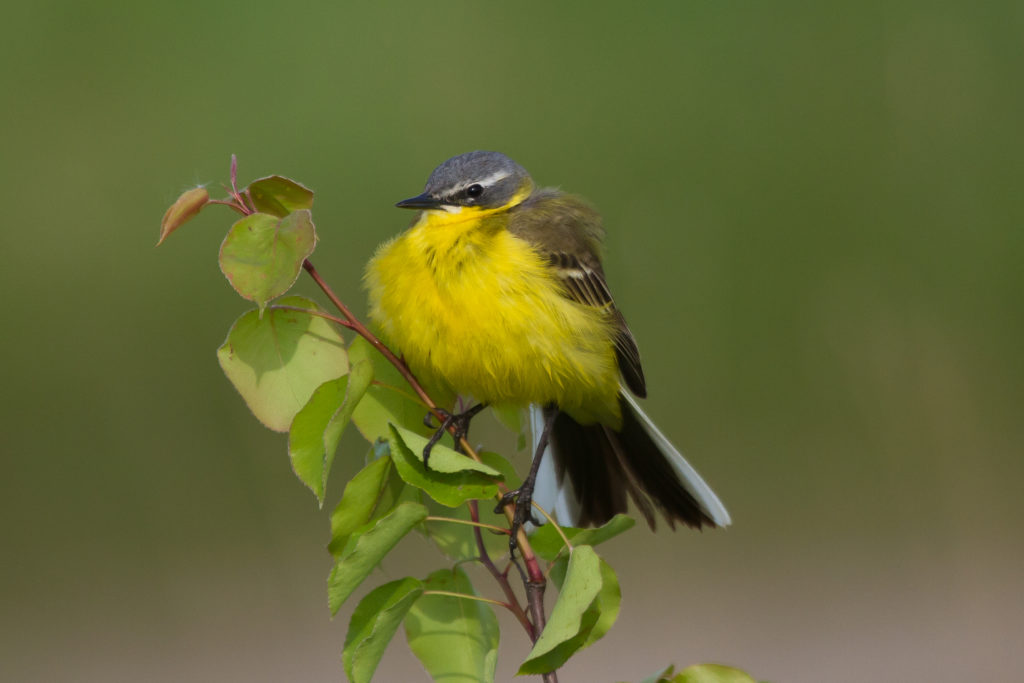 Blue-headed Wagtail