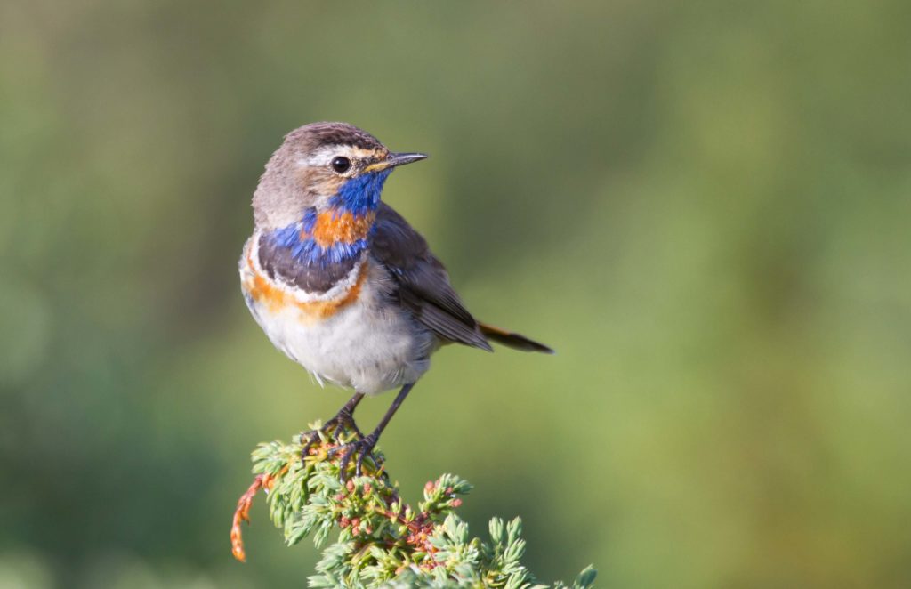 Bluethroat