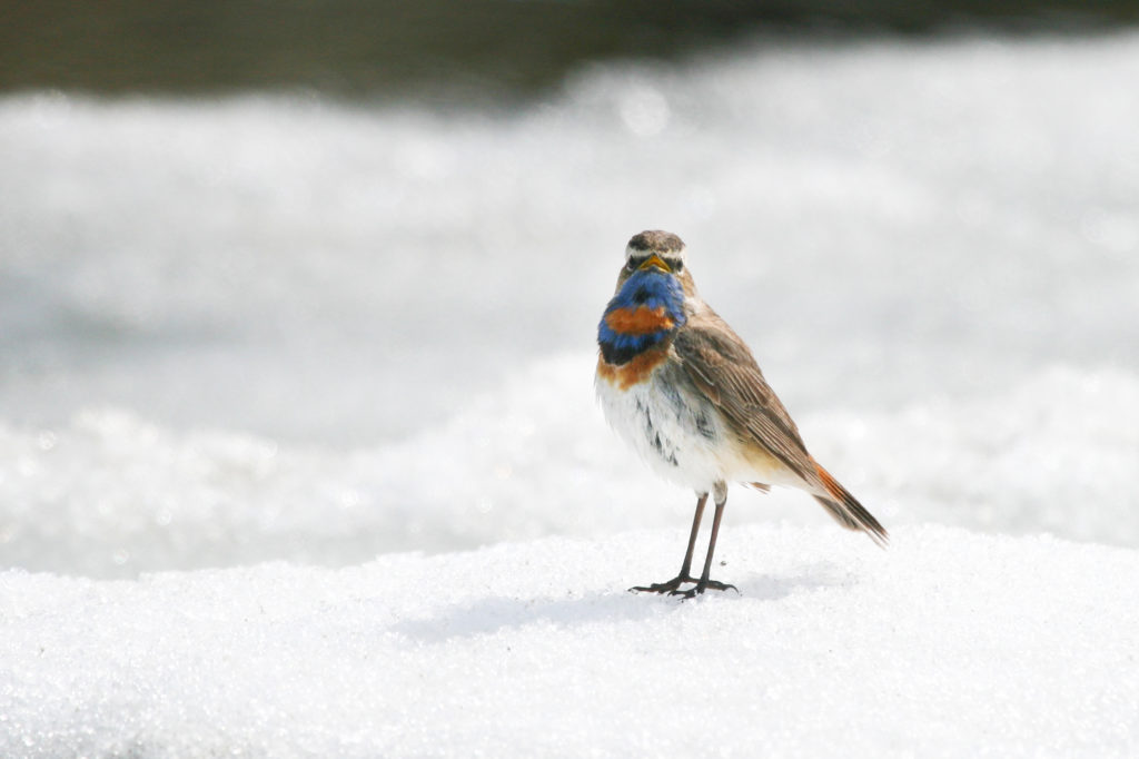 Bluethroat