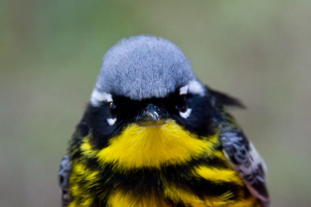 Magnolia Warbler