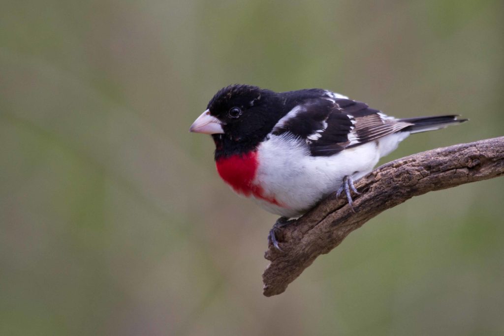Rose-breasted Grosbeak