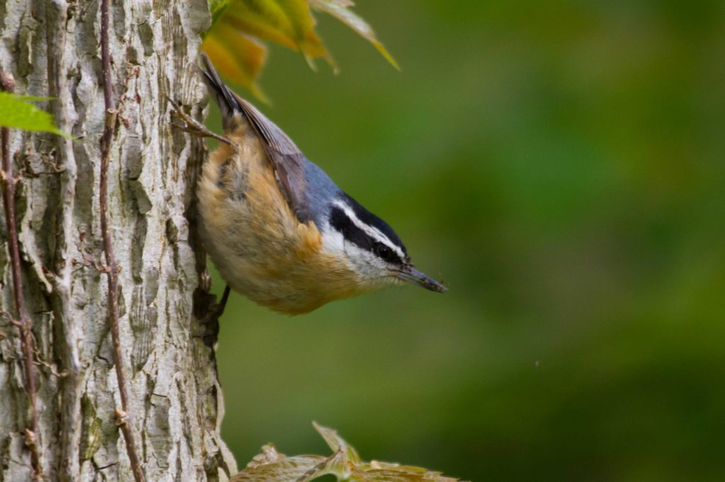Red-breasted Nuthatch