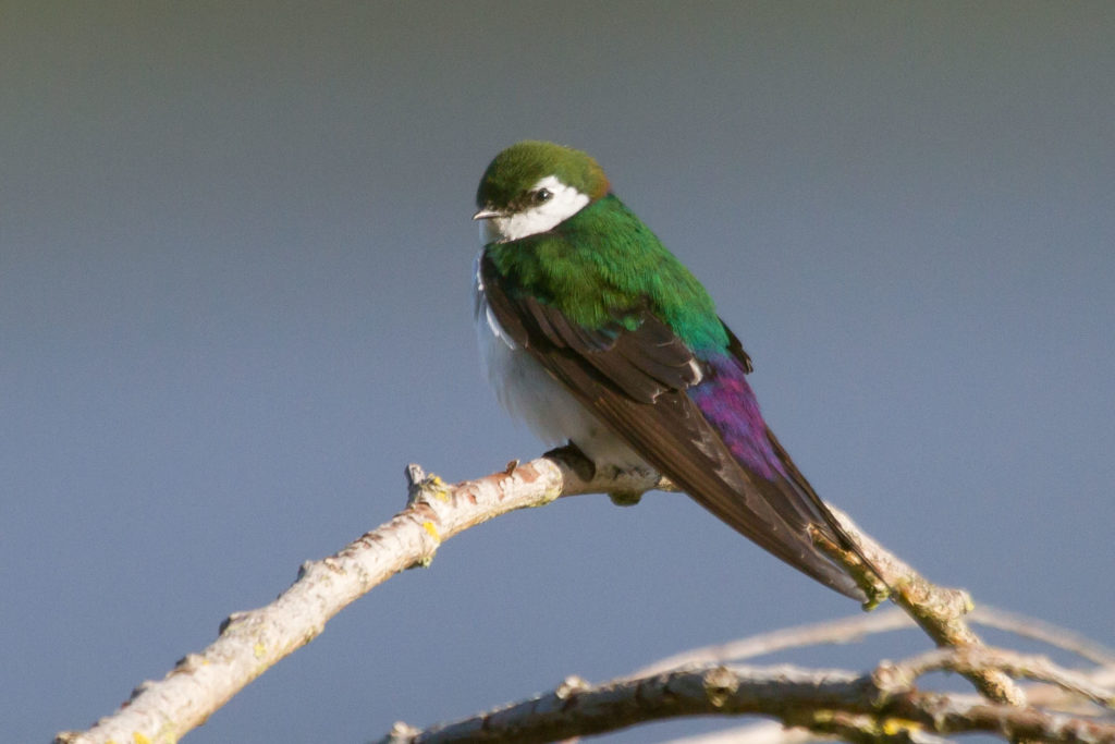 Violet-green Swallow