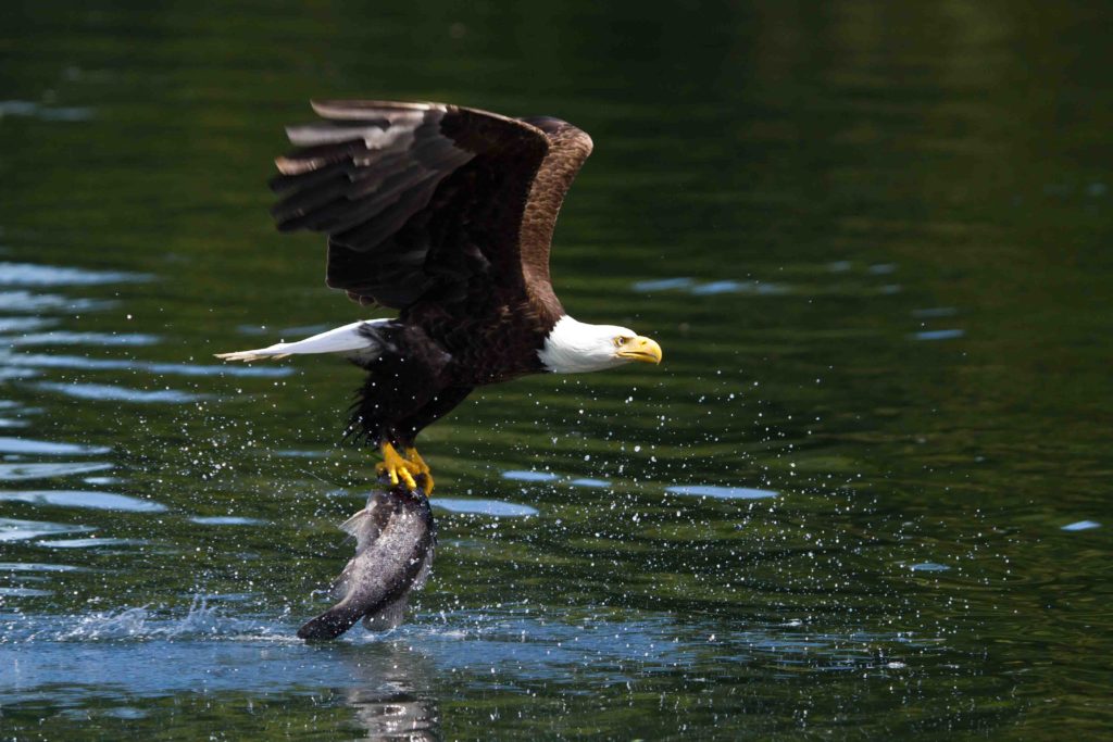 Bald Eagle