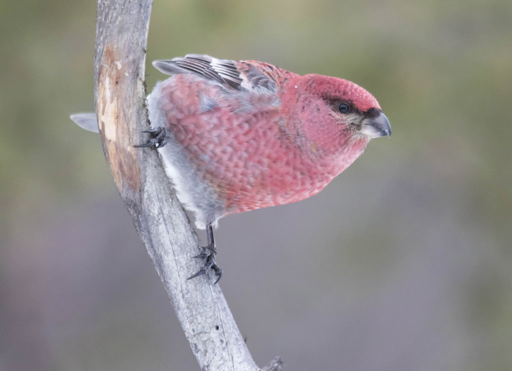 Pine Grosbeak