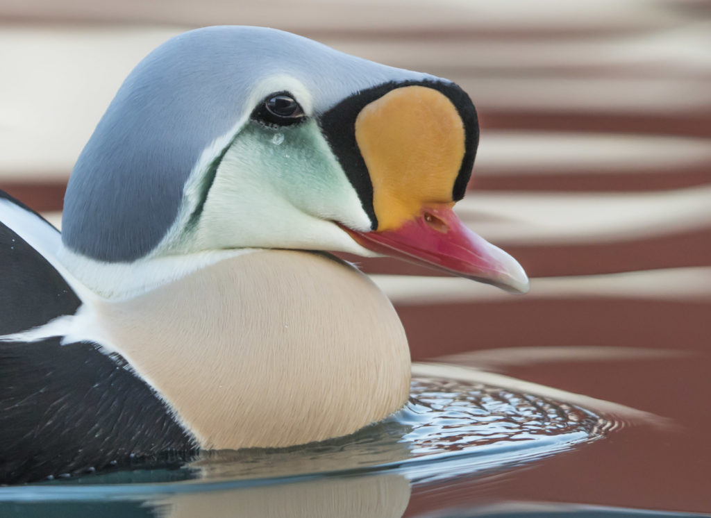 King Eider