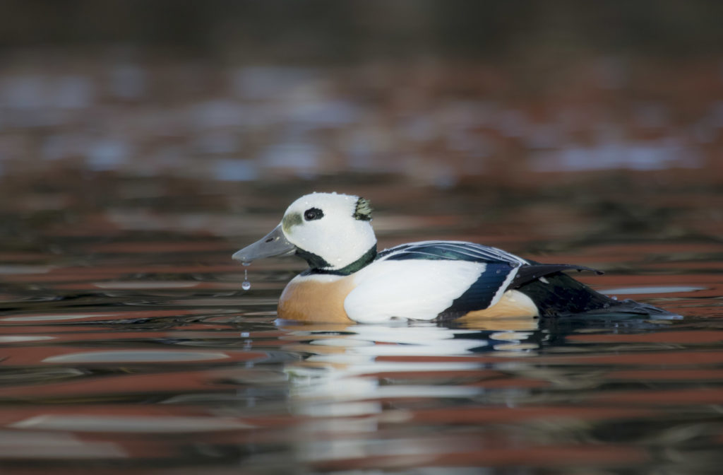 Steller's Eider