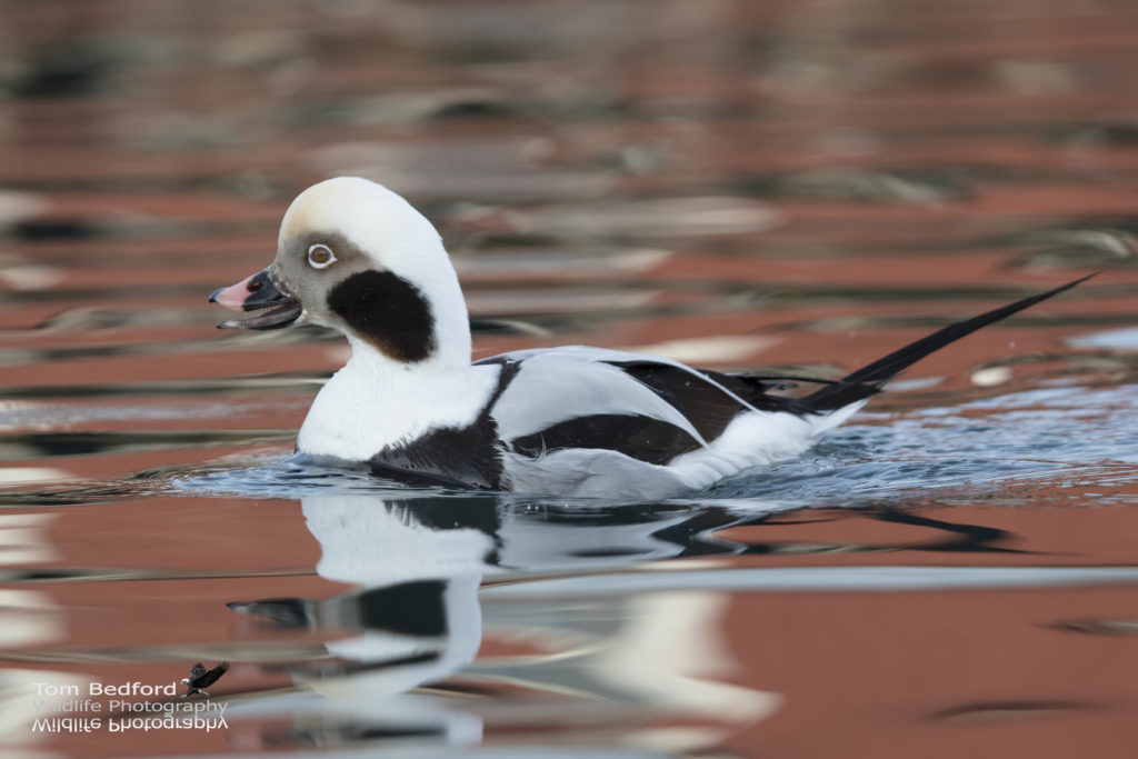 Long-tailed Duck