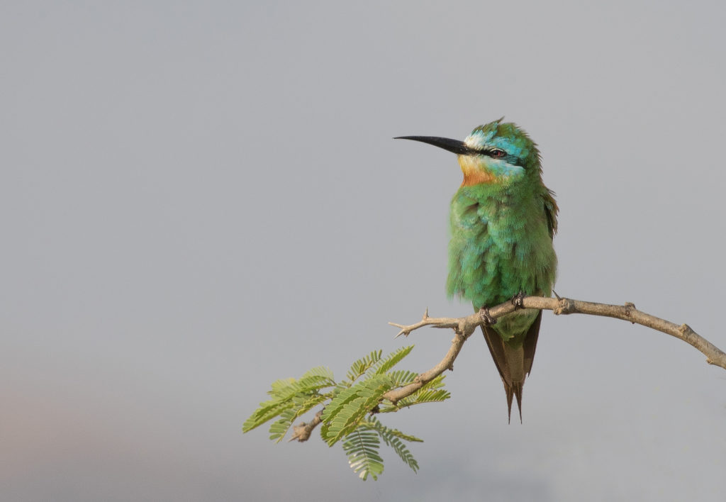 Blue-cheeked Bee-eater
