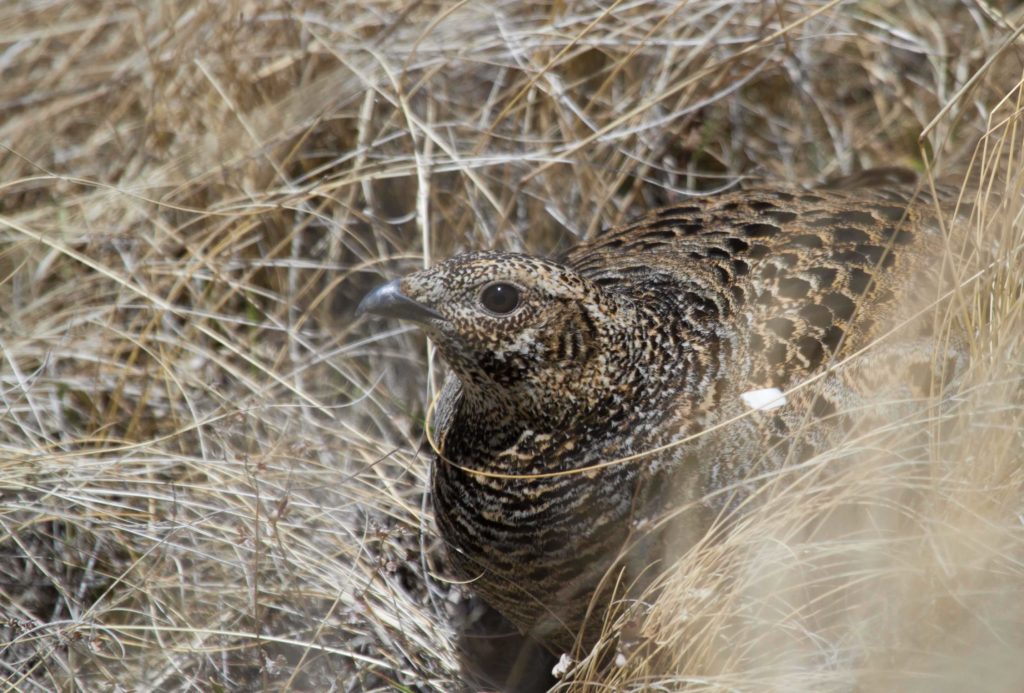 Caucasian Black Grouse, female. 