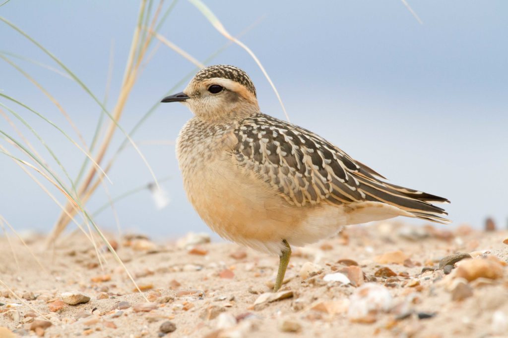 Dotterel