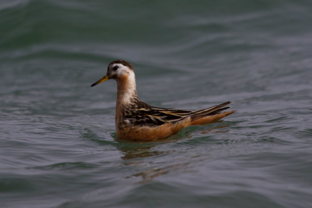Red Phalarope