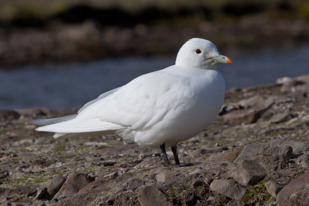 Ivory Gull